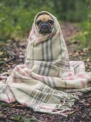 A-SOULapos;s Hoshima A-SOULapos;s Hoshima